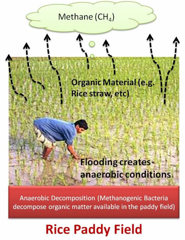 انتشار متان در زمین های برنج