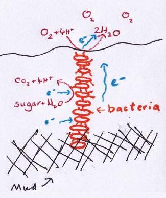electric bacteria fig 2