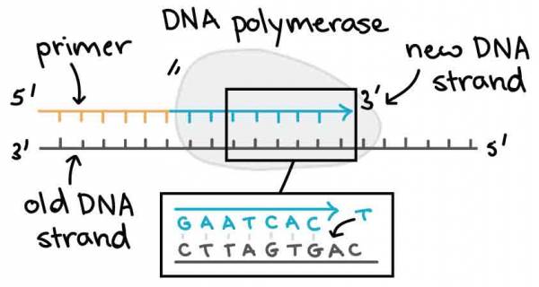 dna polymerase