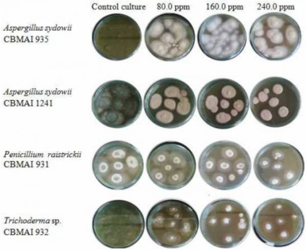 Figure 5 Marine fungi growing on solid culture medium containing various concentrations