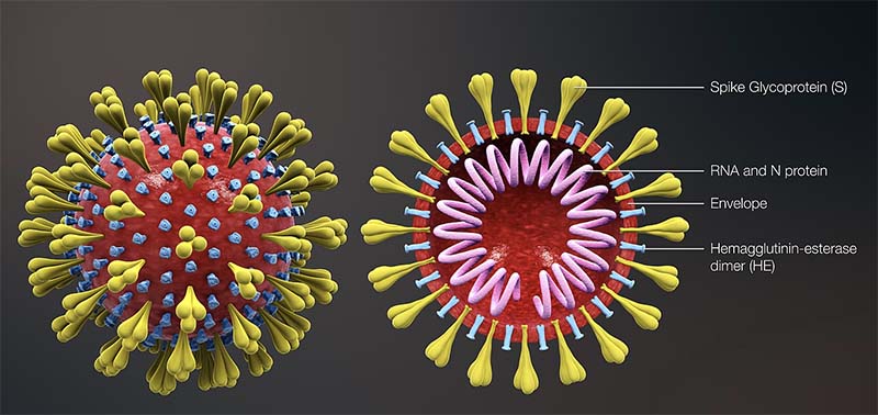 ساختار کرونا ویروس