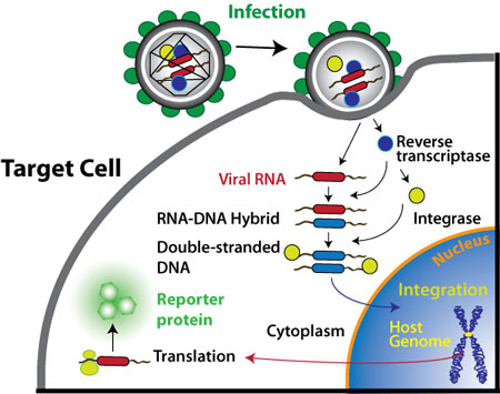 کارگاه انتقال ژن با وکتورهای لنتی - ویروسی
